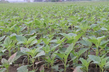 Sesame plant on farm for oil