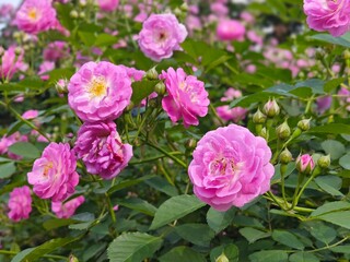 pink roses in garden