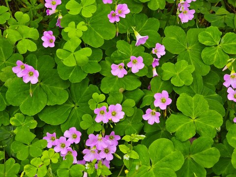 creeping oxalis in bloom