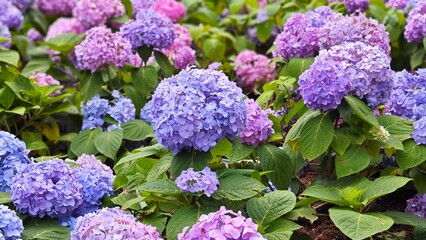 Colorful hydrangeas in the garden