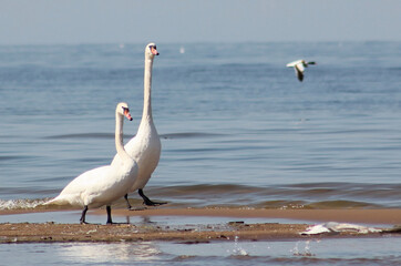 swans on the beach