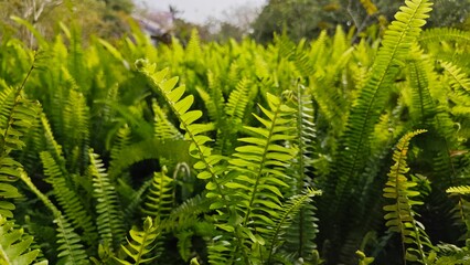 fern leaf in the forest