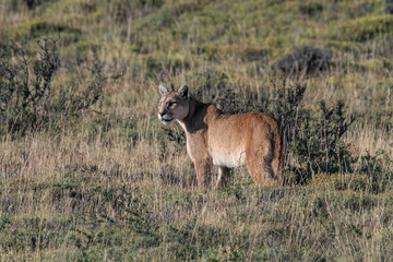 Puma in Torres del Paine National Park