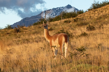Wildlife of Torres del Paine, Chile