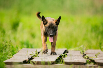 Malinois puppy in the park