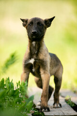 Malinois puppy in the park