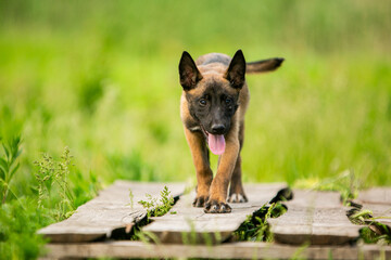 Malinois puppy in the park
