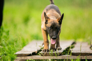 Malinois puppy in the park