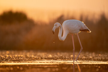 Flamingo during sunrise