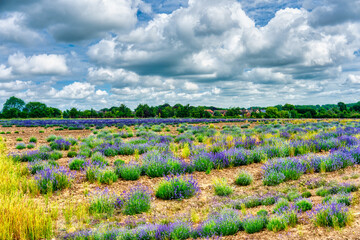 lavender field, uk farm houses in the background