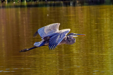 great blue heron flying over a pond