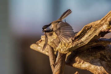 Chickadee flying on a log