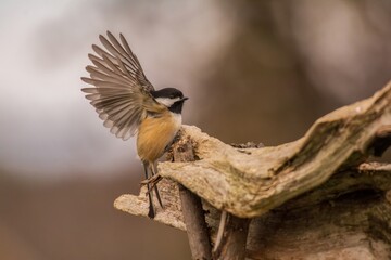 Chickadee flying