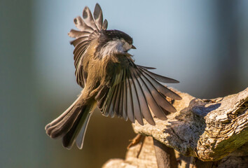 Chickadee flying onto a log