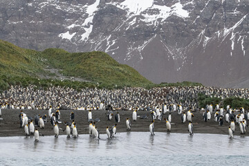 Obraz premium King Penguins in South Georgia 