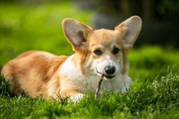 corgi puppy on the grass