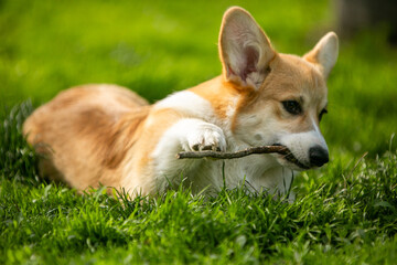 corgi puppy on the grass