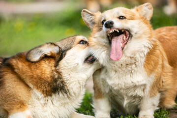 portrait of a group of dogs corgi