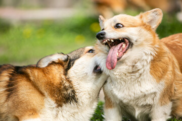 portrait of a group of dogs corgi