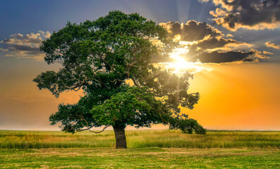 Fototapeta premium lonely tree on a meadow, sunset orange light on a blue sky with clouds