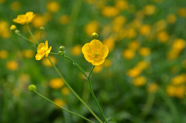  Green stem with yellow blooming buttercups against natural blurred spring meadow background . Closeup yellow common buttercup 'Ranunculus' wildflower. Free copy space.