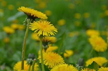 stem with yellow blooming dandelions against natural greenery blurred grass background.Closeup...