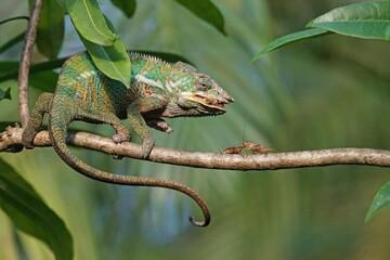 A panther chameleon devouring a grasshopper on a tree branch.