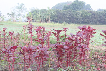 Red amaranth spinach plant on farm
