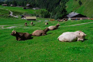 Cow on lawn. Cow grazing on green meadow. Holstein cow. Eco farming. Cows in a mountain field. Cows on a summer pasture. Idyllic landscape with herd of cow grazing on green field with fresh grass.