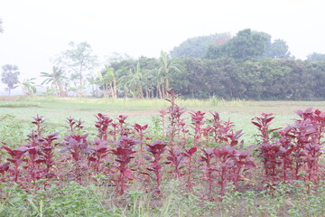 Red amaranth spinach plant on farm