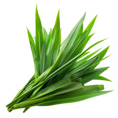 Fototapeta premium Fresh organic green pandan leaves.