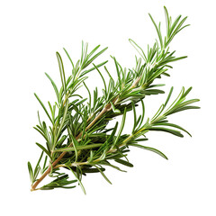 Fresh rosemary sprigs isolated on white background.Nian Xin Xian De Mi Die Xiang Xiao Zhi ,Zai Hei Se Bei Jing Xia 