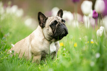 french bulldog puppy on green grass