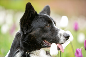 Corgi in tulips