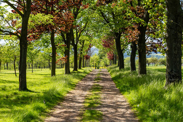 Fototapeta premium Avenue of country road trees
