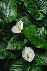 Obraz premium White Flower Surrounded by Green Leaves
