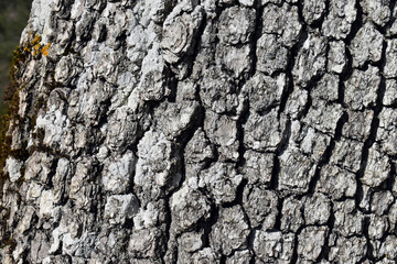 Detail of bark of Portuguese oak trunk (Quercus faginea)