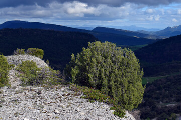 The coniferous Phoenician juniper (Juniperus phoenicea) on a rock