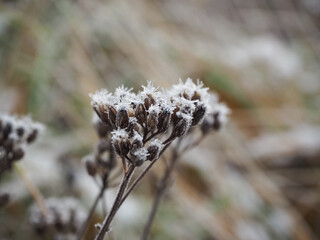 Yarrow in the snow