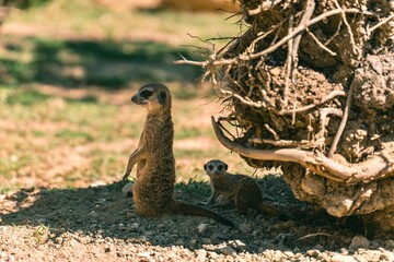 meerkat on guard mum and baby 