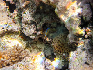 Stegastes diencaeus, the longfin damselfish in the Red Sea coral reef. Undersea world