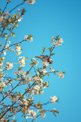 Photo of a sparrow on a cherry blossom.