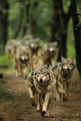 Group of Wolves Running Down Dirt Road
