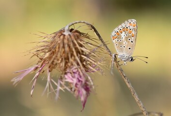 Brown argus butterfly on dried flower in summer

