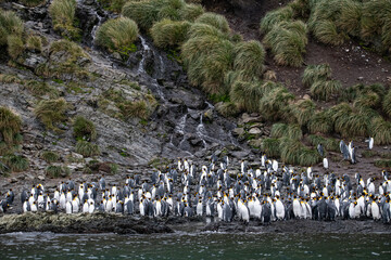 Obraz premium King Penguins in South Georgia 
