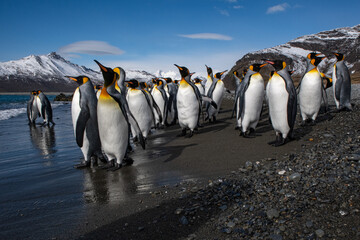 King Penguins in South Georgia 