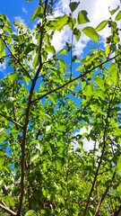 Fototapeta premium blue spring sky and sun, clouds, through tree branches with green leaves, nature photo, plants