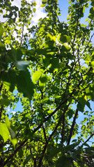 blue spring sky and sun, clouds, through tree branches with green leaves, nature photo, plants