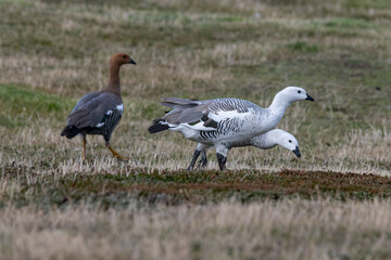 Birds of Falkland islands