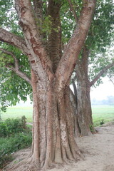 The banyan tree on road of village